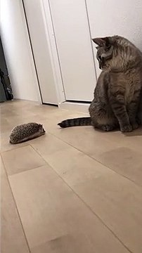 Pet hedgehog scares cat before chasing each other through the hallway