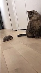 Pet hedgehog scares cat before chasing each other through the hallway