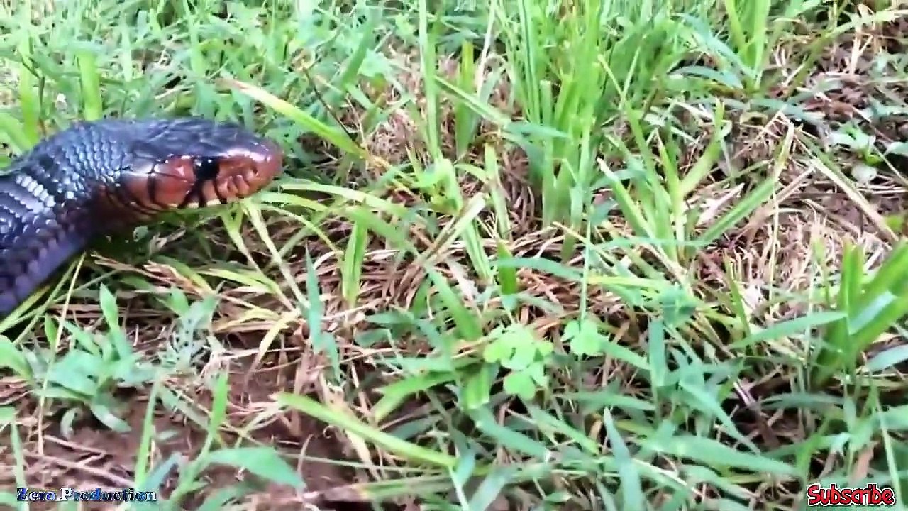 Top 5 battle of snake vs wild animal - snake vs mongoose,eagle,monkey,rabit...