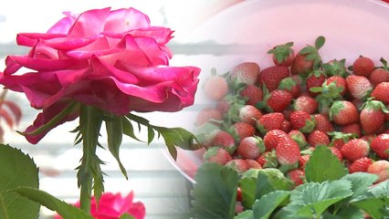 로열티 주는 나라에서 받는 나라로! / YTN