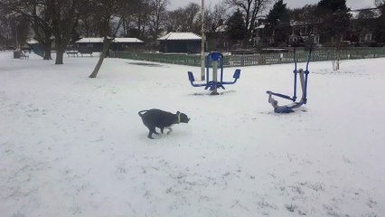 Dogy and Me