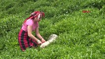 Rize Çay Üreticisi Artan Gübre Fiyatlarından Dertli