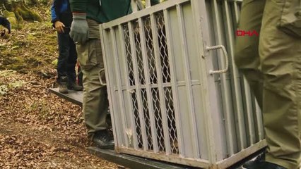 Dha Dış - Bulgaristan'da 3 Yavru Ayı Hayatta Kalma Eğitiminden Sonra Doğaya Bırakıldı