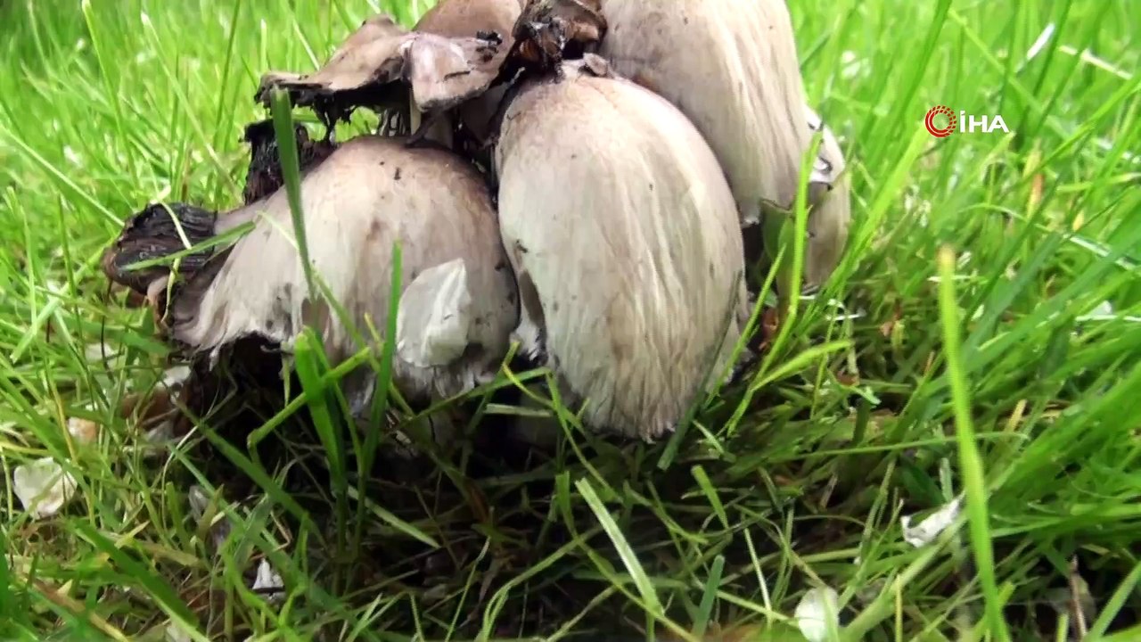 Mantar zehirlenmelerine dikkat