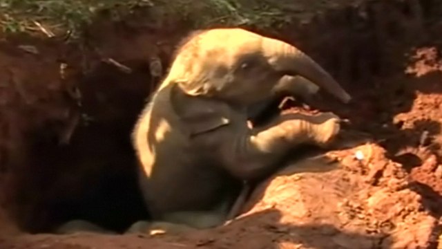 Heavy-lifting equipment helps rescue trapped baby elephants in Sri Lanka
