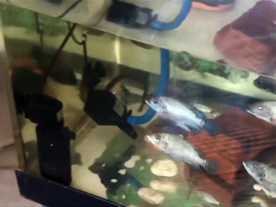 Find the best Indoor Acrylic Aquaponics System by Professional Acrylic