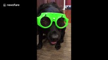 US dog gets ready for the rain in windshield wiper glasses