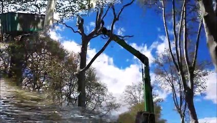 Portiragnes : quand les platanes ne seront plus !