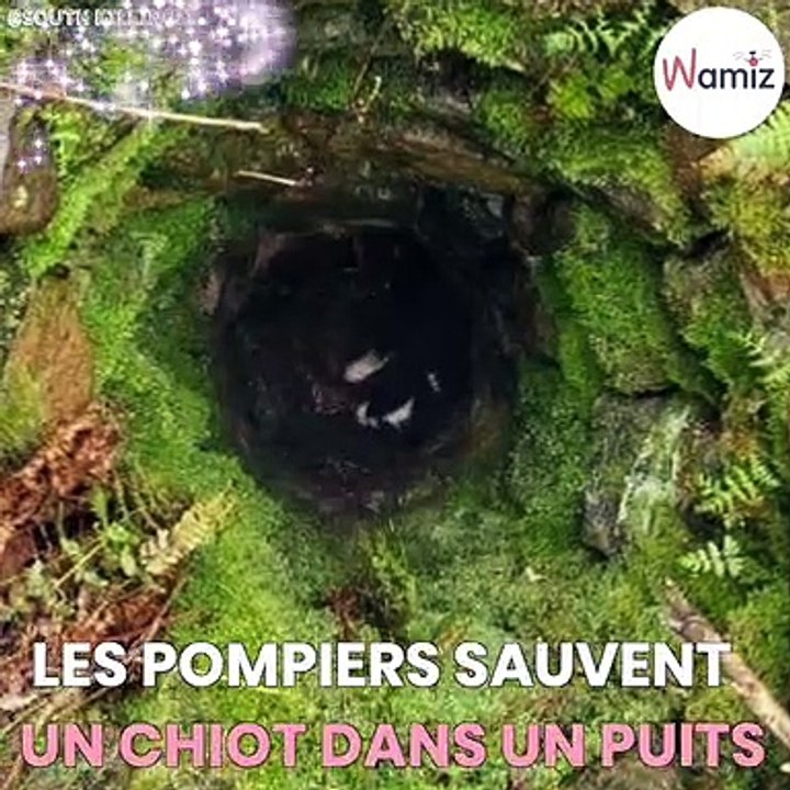 Des pompiers sauvent un chiot de 4 mois coincé dans un puits !