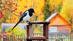 Beautiful Nature: Magpies
