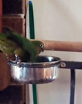 Ce perroquet aime ses bains! Il est complètement trempé à la fin et tout autour est complètement mouillé. Trop mignon !