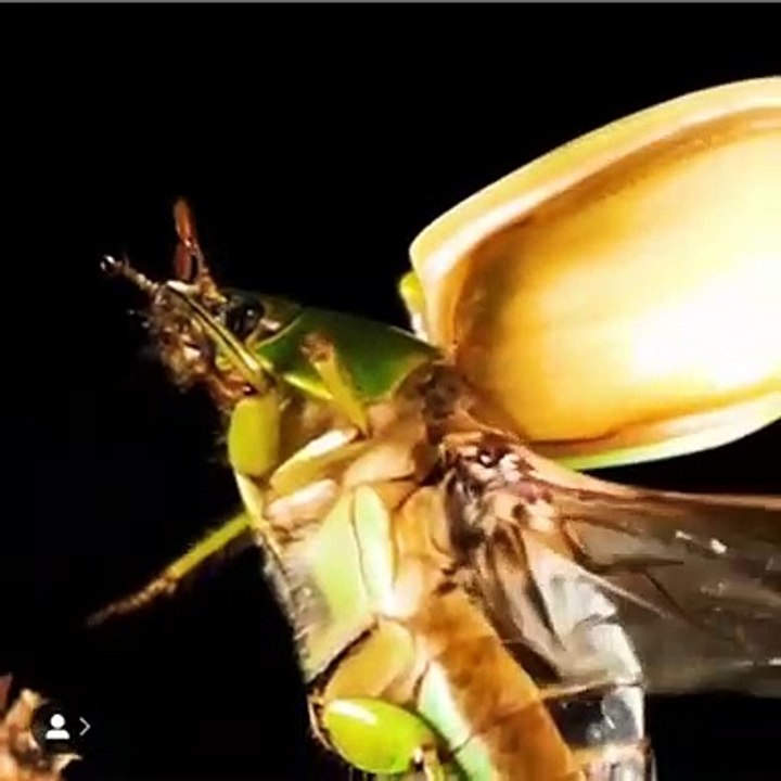 Cet insecte est très enchantant et incroyable. Admirez !