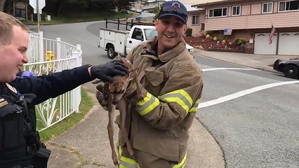 Des pompiers californiens sauvent un faon coincé dans une bouche d'égout