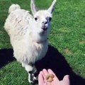 Les lamas font partie des animaux les plus pures. Admirez !