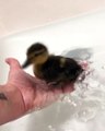 Bébé canard est tout heureux de prendre un bain. Trop cute !