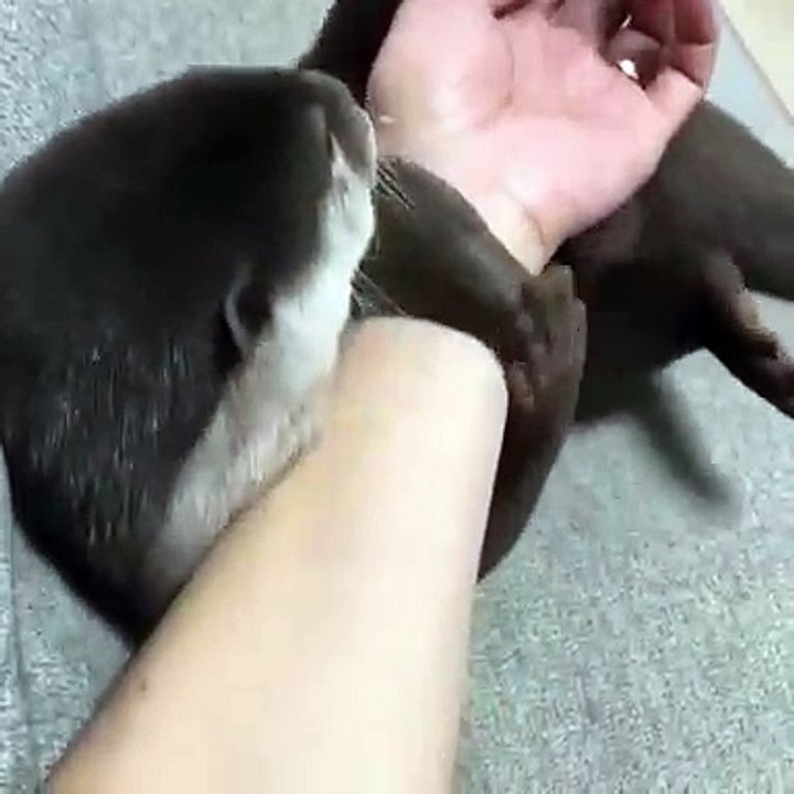 Ce bébé loutre est trop attachée a sa maman. Regardez sa réaction quand elle essaye de se détacher de lui. Très touchant !!