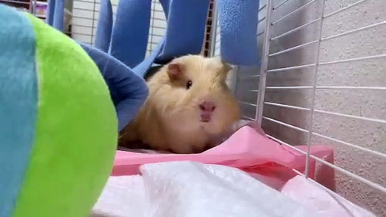 Quand un gros cochon d'Inde est curieux de tout. Trop chou !