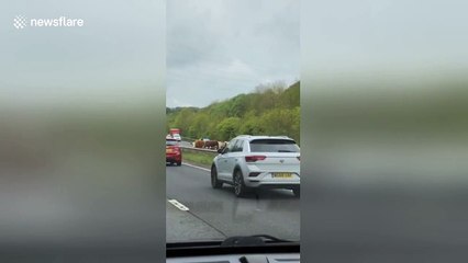 Cow stampede blocks major UK road during rush hour