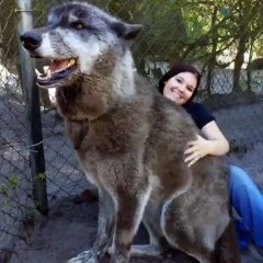 Un chien olfactif atteint d'un cancer en phase terminale est définitivement hébergé dans un refuge pour animaux. Émouvant !