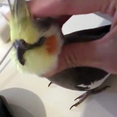 Ce perroquet profite bien de son massage. Regardez sa réaction !