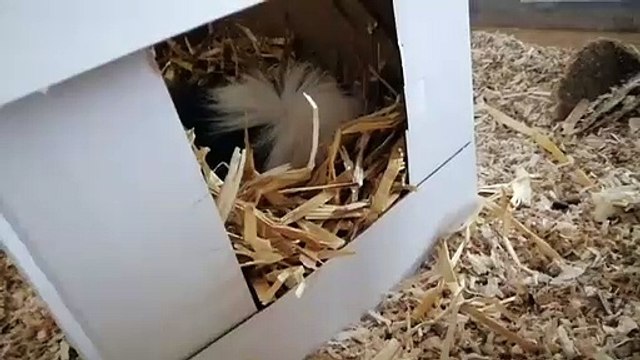 Quand un cochon d'Inde touffu dort, voici ce que ça donne.Trop craquant !