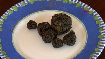 Bursa Kilosu 9 Bin Euroya Kadar Çıkan Trüf Mantarı'nı Lagotto Romagnolo Cinsi Köpekler Buluyor