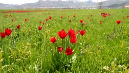 Muş Laleleri Fotoğraflamak İçin Antalya ve Ankara'dan Geldiler