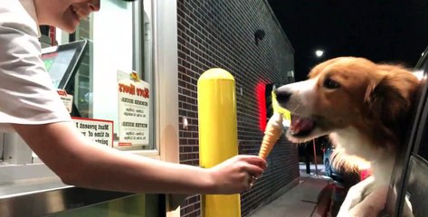 Doggo Eviscerates Ice Cream Cone