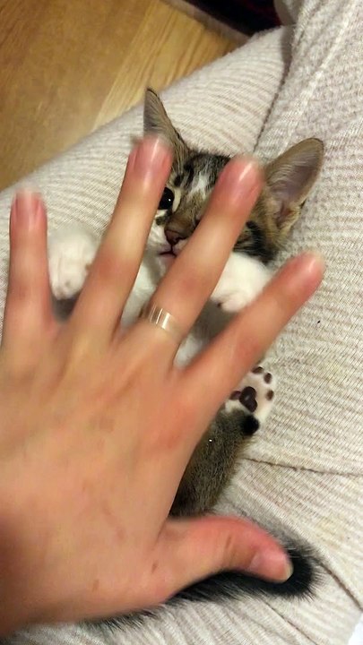 Precious Kitten Falls Fast Asleep While Playing