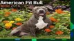 Any Format For Kindle  AMERICAN PIT BULL TERRIER 2016 Wall Calendar by Avonside Publishing