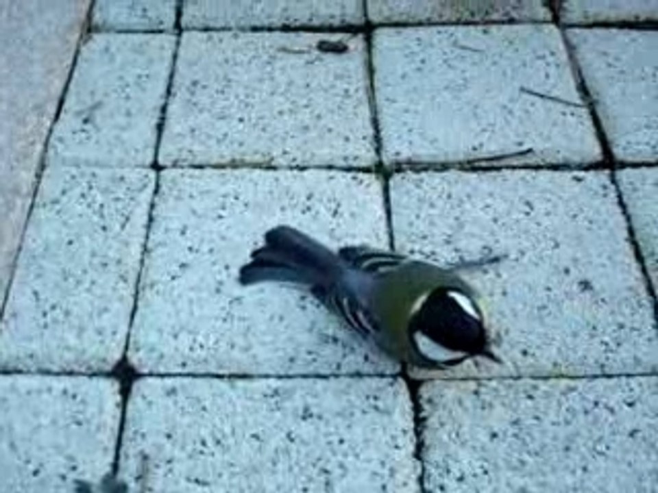 MOV00415