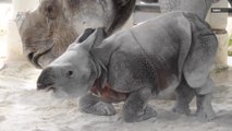 This Is Some Adorable Video of The World’s First Test Tube Indian Rhino