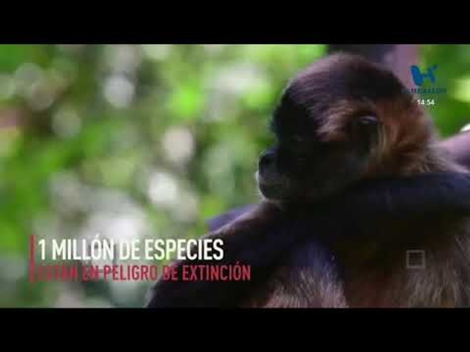 Un millón de especies en peligro de extinción  UNESCO