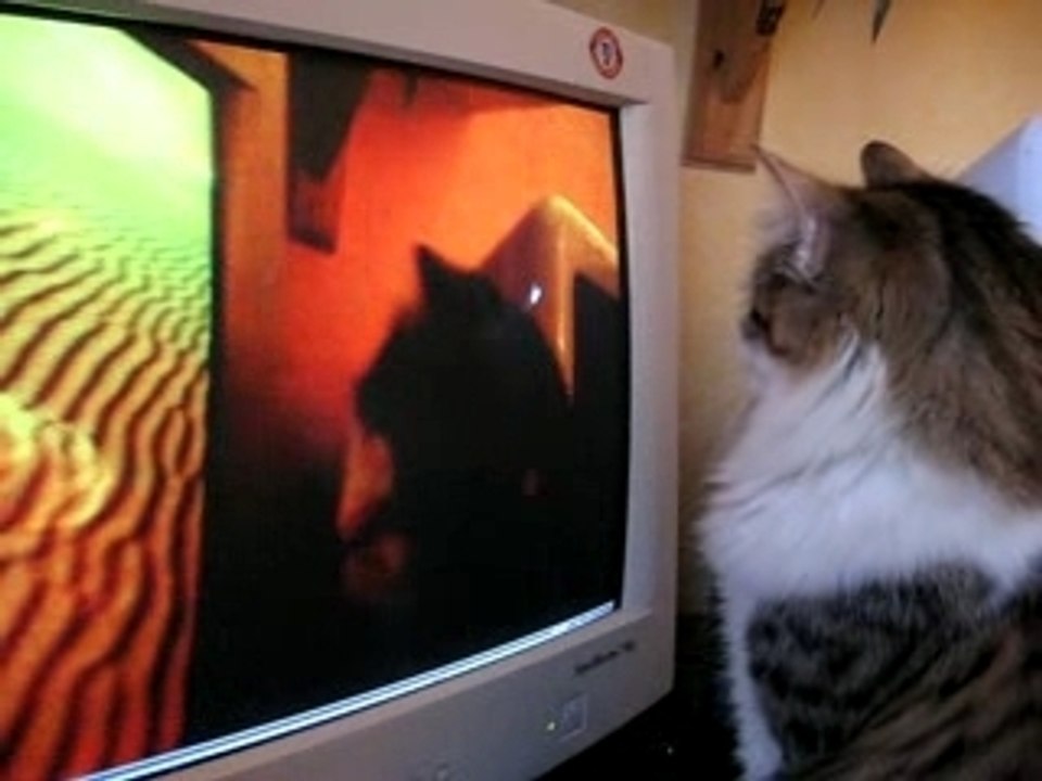 Le chat qui se regarde regarder la souris