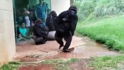 Ces gorilles n'aiment vraiment pas la pluie !