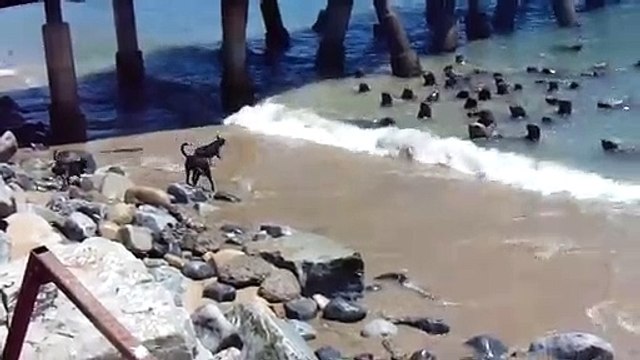 4 chiens débiles veulent chasser un banc de de lions de mer. Tellement drole