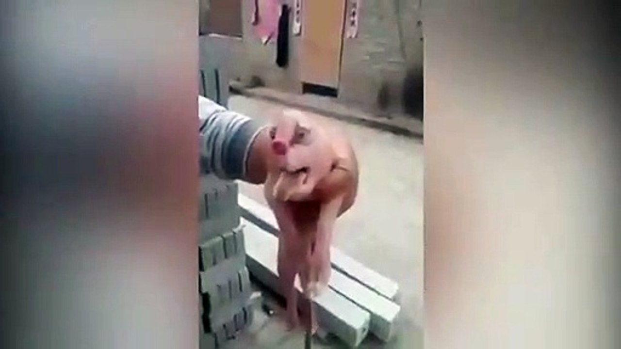 Ce fermier a découvert une bête monstrueuse dans sa ferme