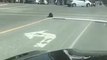 Quand un castor traverse la route à un feu rouge