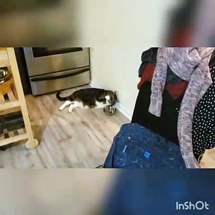 This Cat is Royalty