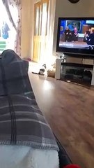 Ce chat grimpe le mur d'une façon incroyable !