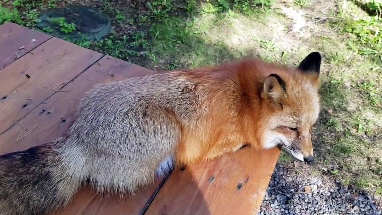 Quoi de plus adorable qu'un petit renard de compagnie