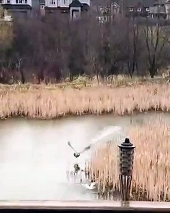 Un oiseau qui défend bien son territoire _ La Bernache du Canada