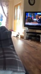 Ce chat grimpe comme Spiderman au mur