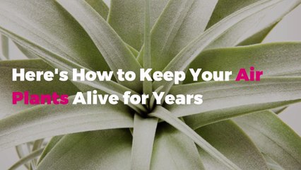 Here's How to Keep Your Air Plants Alive for Years