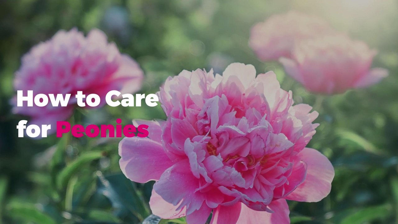 How to Care for Peonies