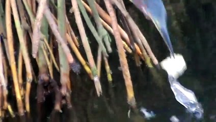 La technique de cet oiseau pécheur est incroyable... Il attire des poissons avec du pain