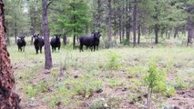 Man Defends Himself Against Full-On Cattle Charge