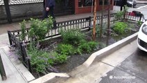 New York City adding rain gardens to help with storm water
