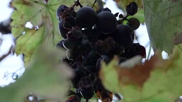 Emblématiques de Chypre, les mouflons suscitent l'ire des agriculteurs