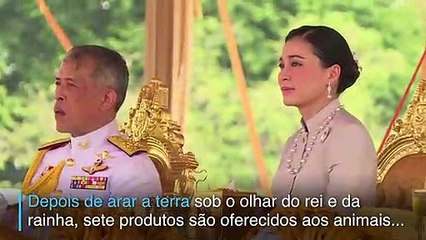 Profetas bovinos